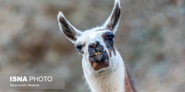 پارک محیط ‌بان کرج